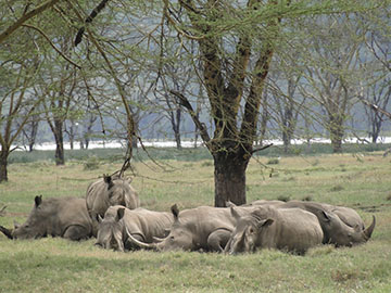 nakuru safaris