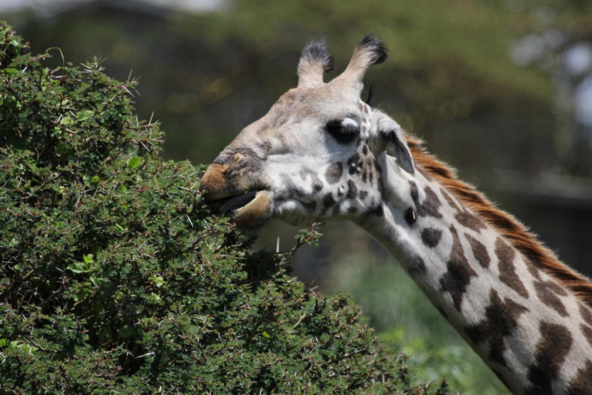 Girafe masai, Crescent Island