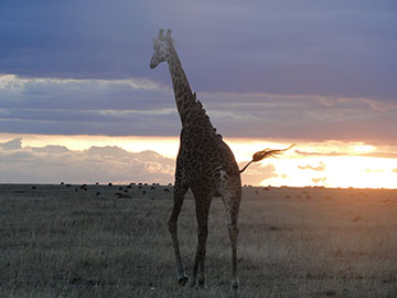Nairobi safaris