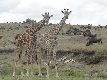 Baringo safaris