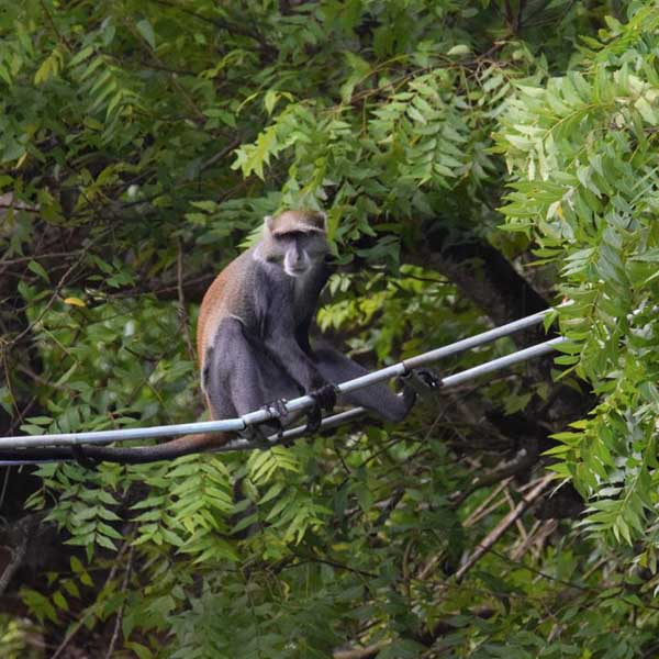 Colobus Conservation kenya
