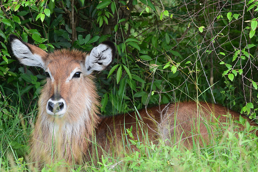 Masai mara park safaris