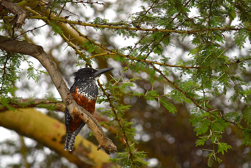 naivasha birds