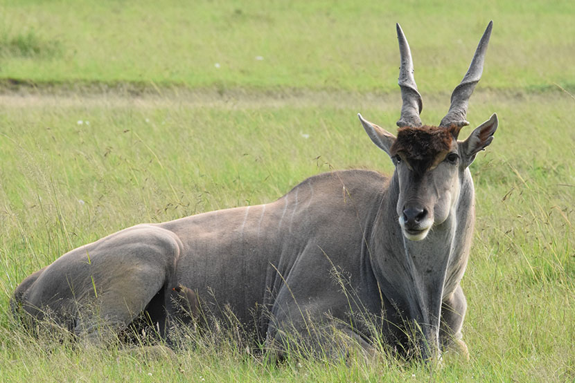 masai mara park safari