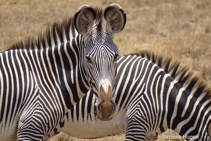 zebras in samburu