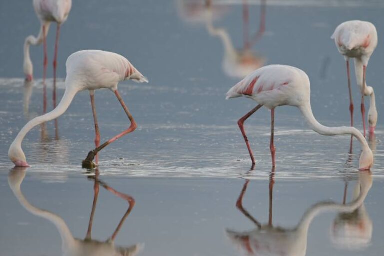 Flamingoes In Amboseli National Park