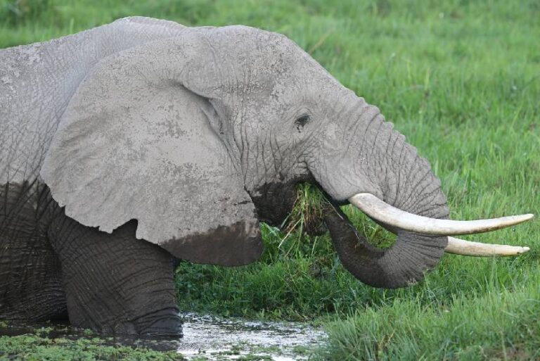 Elephant In Amboseli National Park