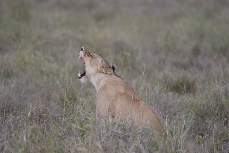 Lion In Masai Mara